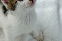 元保護猫さんの「ぷくぷく」に反響殺到「誰も勝てん！！！」の声