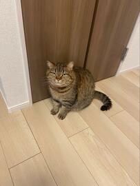 「こんな怖い顔できるとは（笑）」外出阻止で『普段と違う顔』を見せる猫さんが話題