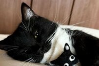 【あまりの尊さに胸キュン】飼い主さんが作った自分の人形を抱っこ　リラックスした猫さんの姿が可愛すぎる