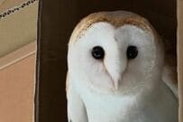 小屋から様子を伺うフクロウ　飼い主が購入してきたものに「新しい物への警戒心半端ない」