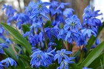 【多年草ガーデニング】春ガーデンの主役におススメ！華やかでオシャレな多年草8選