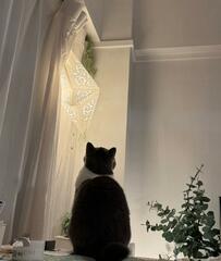 静かに壁を見上げる猫ちゃん　目線の先をよく見ると…眺めていた物にビックリ