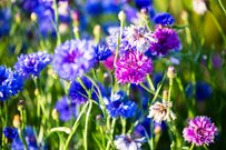 【ガーデニング】秋まきで春に咲かせたい！種から育てる「オシャレな草花」おすすめ5選