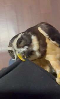 【構ってほしいフクロウ】飼い主さんに一生懸命『構ってアピール』する姿が愛おしい！飼い主さんも思わず泣き顔に