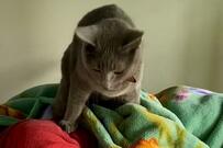 寝るお兄ちゃんに話しかける元保護猫　その直後…可愛い行動が話題