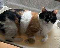 【猫の『困り眉』選手権】三毛猫ちゃんの可愛すぎる『困り眉』にSNSではいいねが続々！