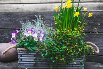 【ガーデニングの極意】キレイな冬庭は3種の植物で作る。冬枯れの庭を彩るおススメ植物も紹介