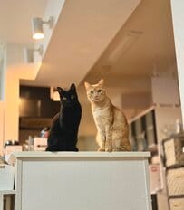 視線を感じたと思ったら…棚の上からじっと見つめる黒猫と茶トラ猫のそろい踏みが愛らしい