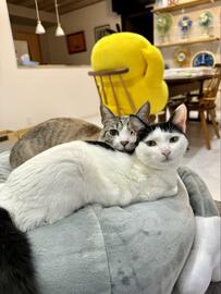 【癒やし】3歳上の兄猫が妹猫に甘える姿にきゅん！8ヶ月前と今の姿どちらもかわいくて1.3万いいね 