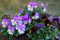 【ガーデニング】秋の花壇がお洒落になる「⼤⼈シックな花」オススメ6選