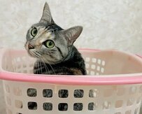 レモン色の瞳で見つめる「ここに決めた！」特等席に座るキジトラ猫ちゃんが可愛すぎた！