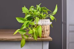 【ガーデニング】団地などの小さなリビングでもお迎えしやすい観葉植物3選