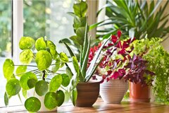 秋映え観葉植物「カラーリーフ」おすすめ5選！飾り方次第でオシャレに