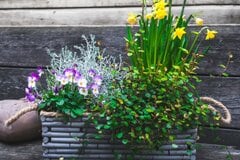 【ガーデニングの極意】キレイな冬庭は3種の植物で作る。冬枯れの庭を彩るおススメ植物も紹介