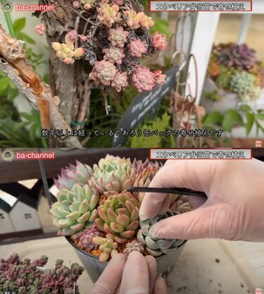 エケベリアの多肉弁当】パックに入った多肉植物をおしゃれな寄せ植えに