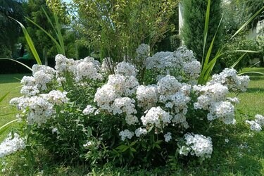 お金をかけない庭づくり】少しの植物で「ずっと花咲くホワイトガーデン