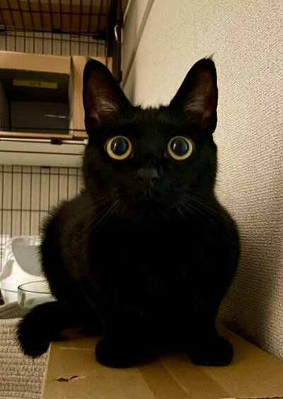 元保護猫のノアールちゃん