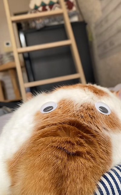 まるでこちらを見ているようです