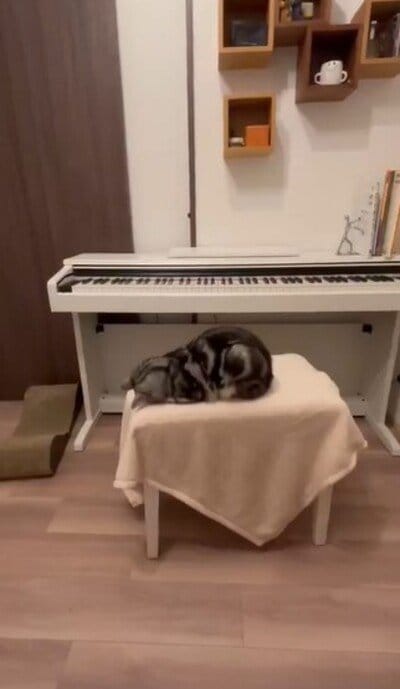 名前を呼ばれても寝たフリをするあんこくん
