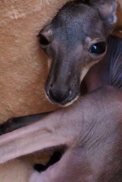 愛媛県立とべ動物園
