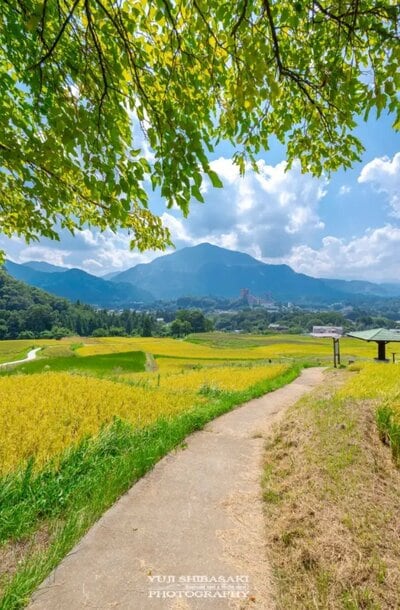 木の枝越しに武甲山を望む寺坂棚田