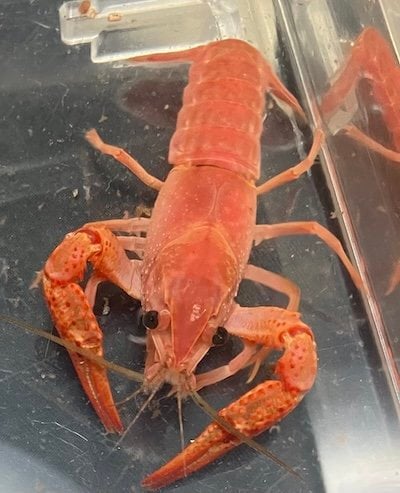 脱皮したオレンジ色のザリガニ