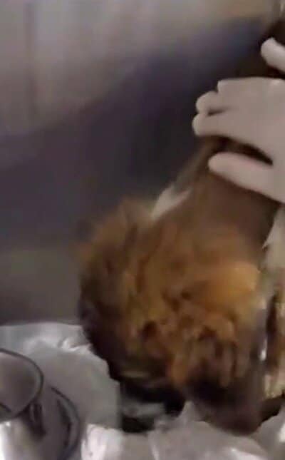 見守る人に優しく撫でられるハニー
