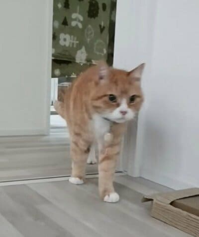 ついにしびれを切らした？歩き出すとらきちくん
