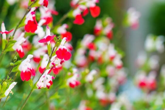 【お金をかけない庭づくり】植えっぱなしで《毎年春～秋ずっと花咲く》春植え多年草＆低木6選