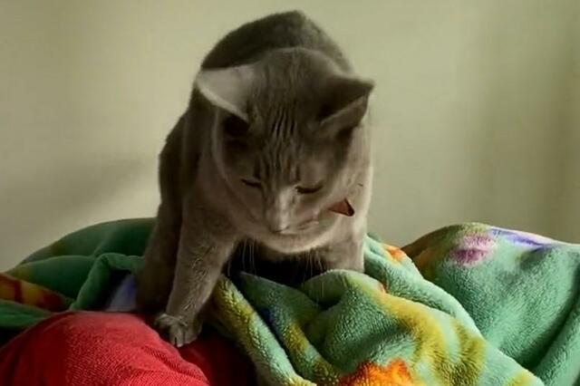 寝るお兄ちゃんに話しかける元保護猫　その直後…可愛い行動が話題