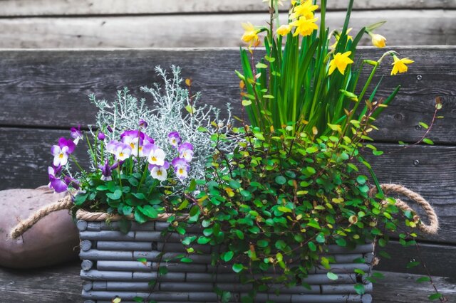 【ガーデニングの極意】キレイな冬庭は3種の植物で作る。冬枯れの庭を彩るおススメ植物も紹介