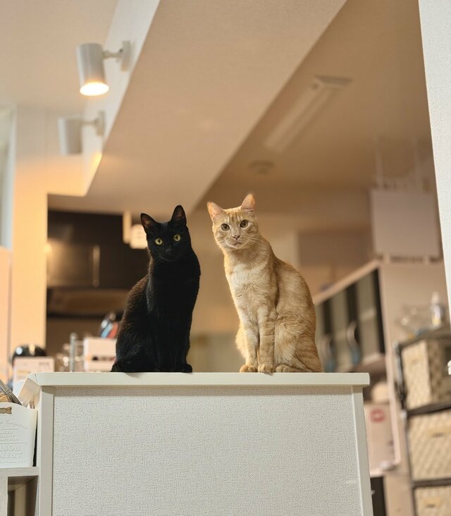 視線を感じたと思ったら…棚の上からじっと見つめる黒猫と茶トラ猫のそろい踏みが愛らしい