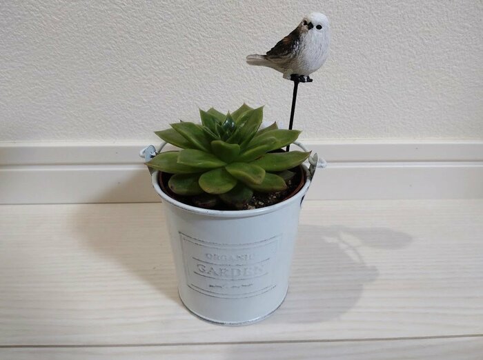 「ギルバ」という多肉植物を鉢ごと入れてみました！