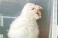 美大生の娘「飼うことにした」届いた写真に母困惑　生き物の姿に「なんですのん？？」