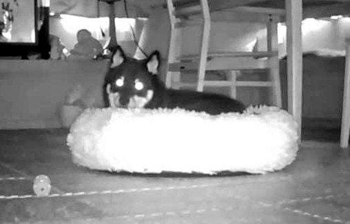 出所：@BLshiba_tensuke 