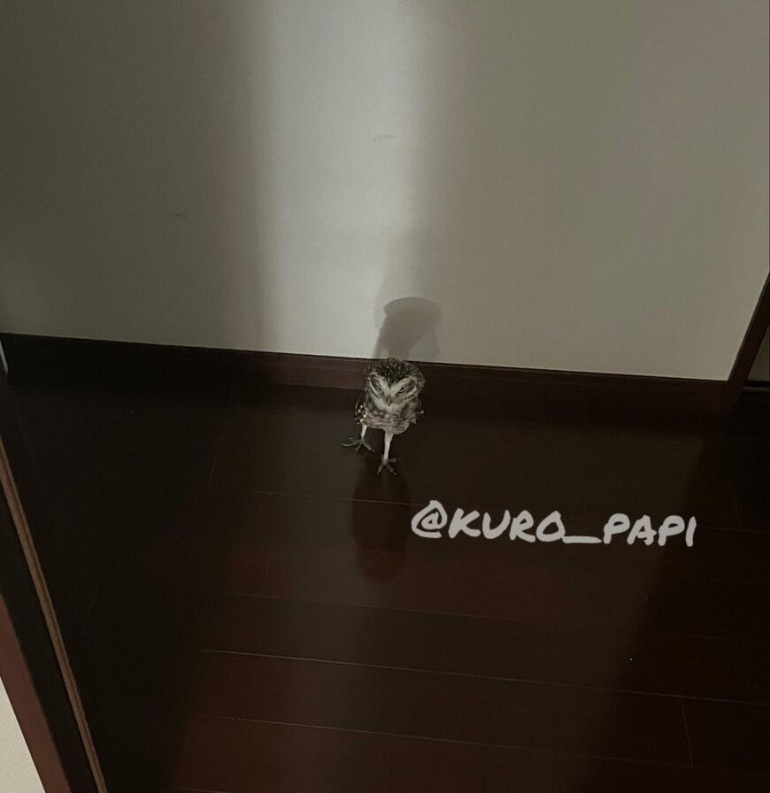 出所：@kuro_papi