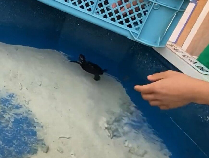 出所：@umigamekouen