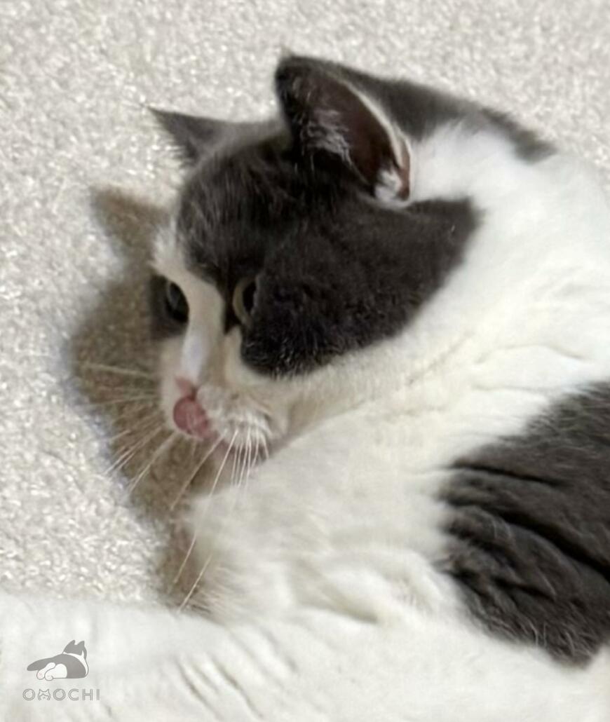 出所：@omochiomoching