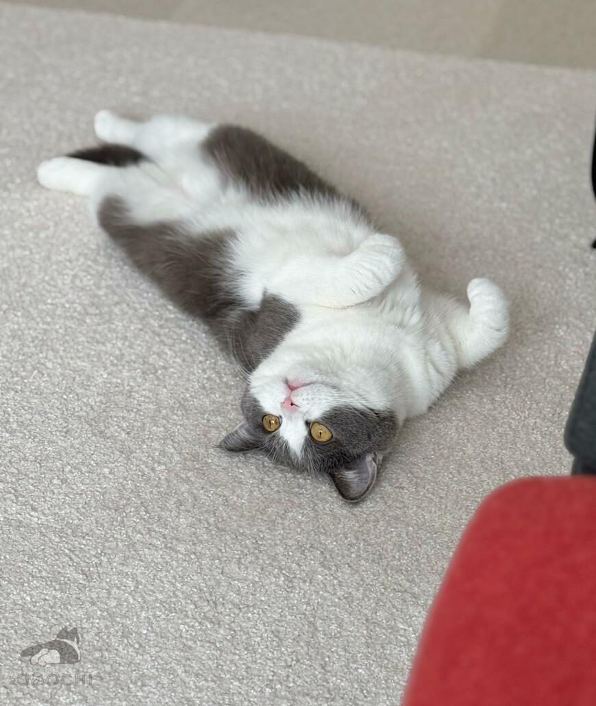 出所：@omochiomoching