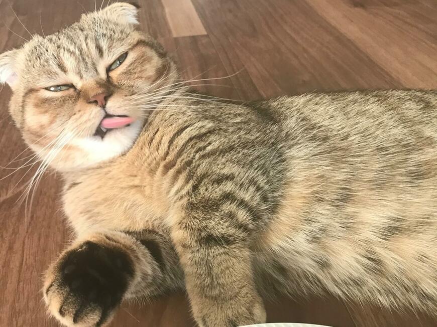 出所：@ponpokopontanu