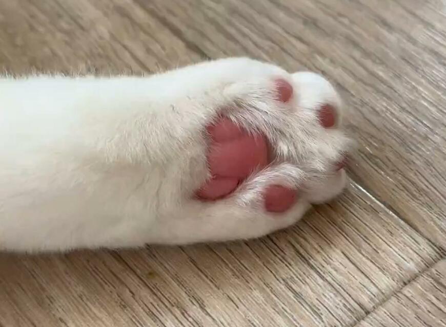 肉球がポカポカになるまで遊んだ猫さん　天然のショートパンツ！？まさかの休憩姿に約2万いいね