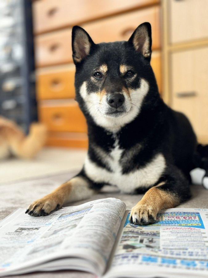 プレミアムなフードに食いつく柴犬たち 「自分の食費は稼ぐよ！」と言っていそうな姿が話題