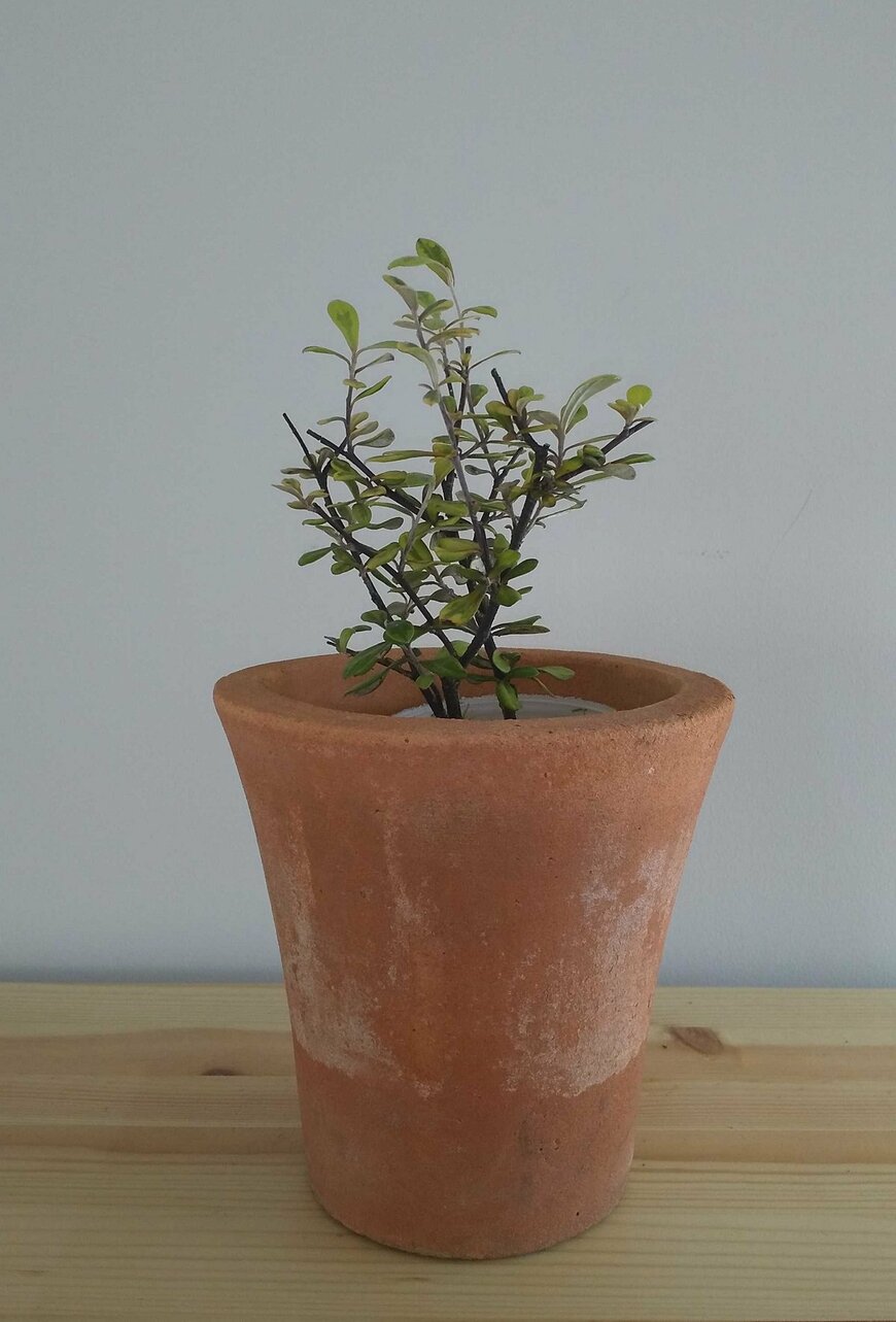 コロキア イエローワンダー（LIMO編集部）