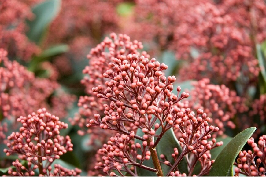 gardendata/istockphoto.com