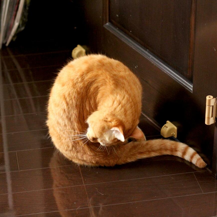 【発見】猫さんがぐるりと縦巻き「ニャンモナイト」状態に！？ユーモアあふれるギリギリ猫な姿にいいねが続々