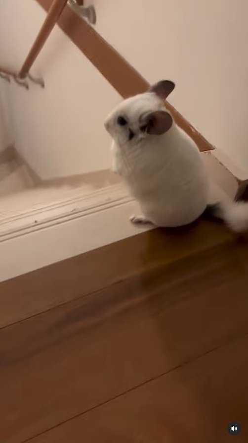 出所：＠ohagitopapa