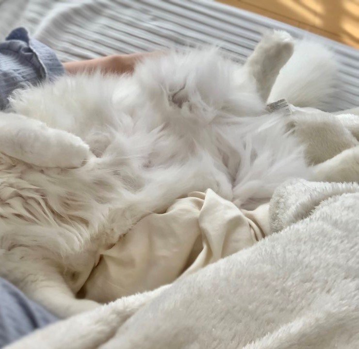 出所：@meltube_cat