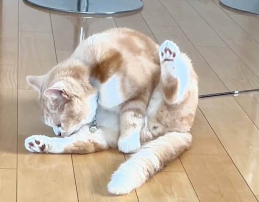 猫の「最高にくっせ〜な顔」に思わず笑ってしまう！驚きの表情に「芸人みたいな顔w」