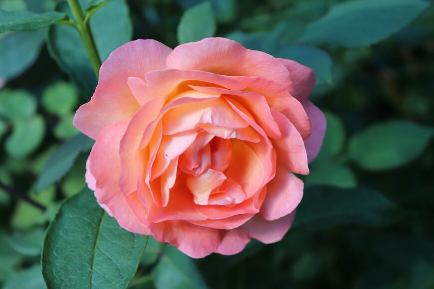 Galina Bolshakova 69/shutterstock.com