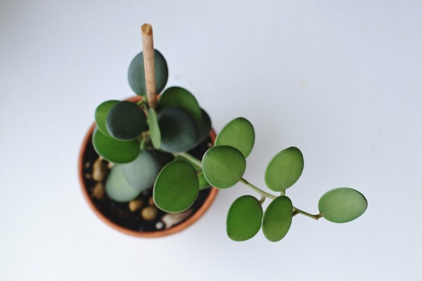 Mariia Strizhova/shutterstock.com